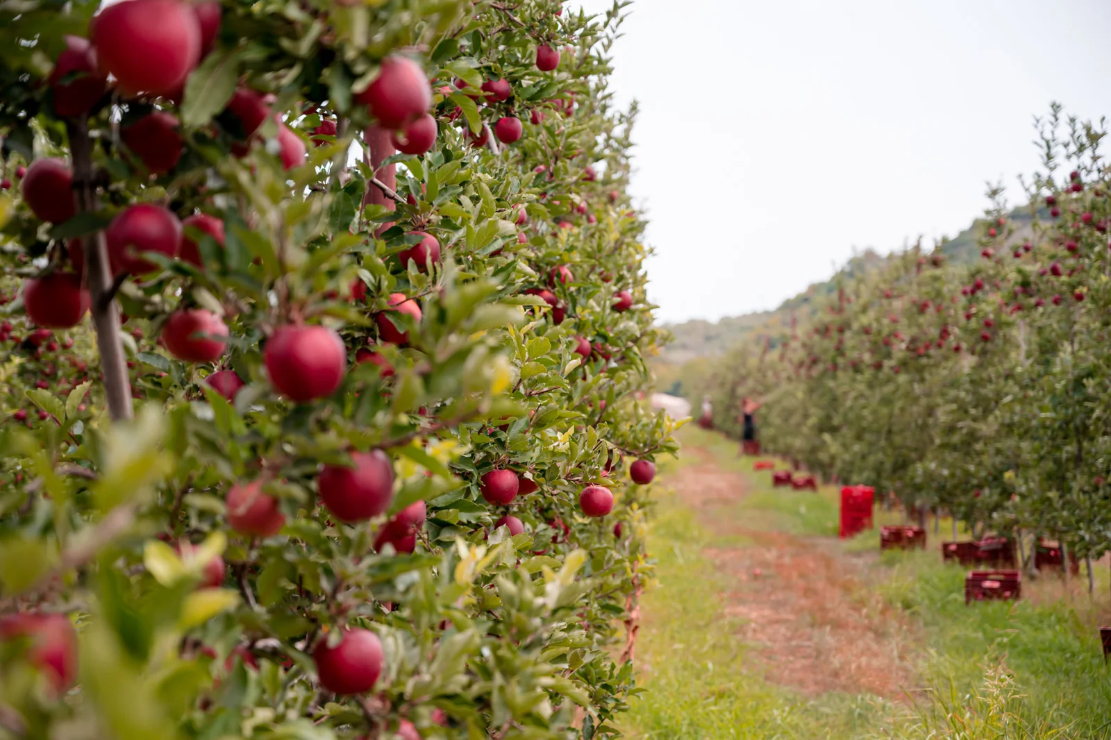 Food photography — apple orchard — ORIA.FILMS